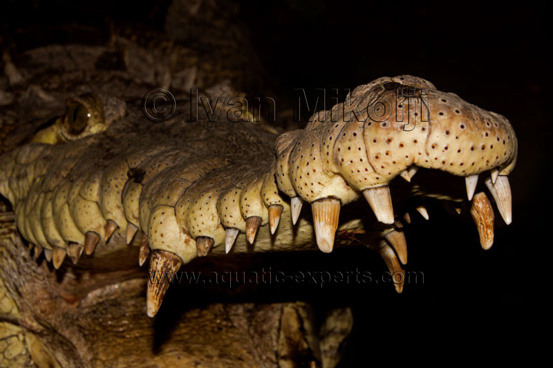 Crocodylus acutus